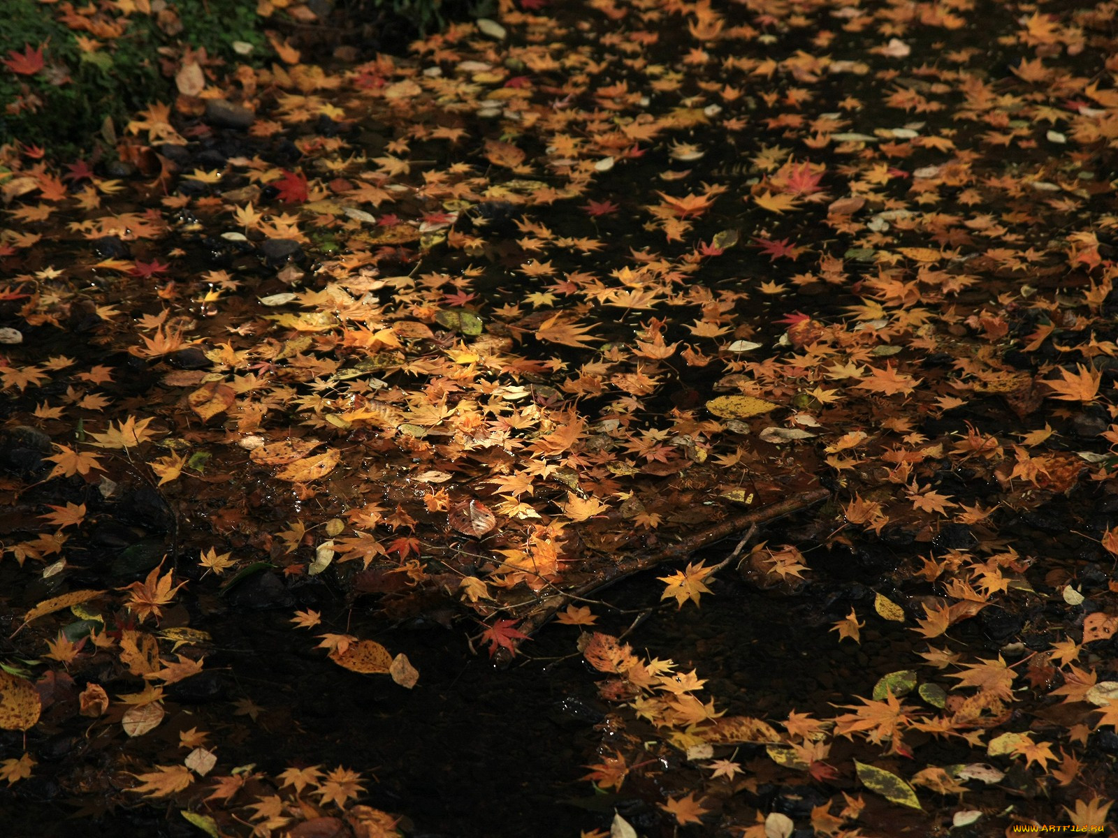 Опавшие листья терпеливо. «Опавшие листья» Хмелевской. Опавшие осенние листья. Опавшая листва. Старая листва.